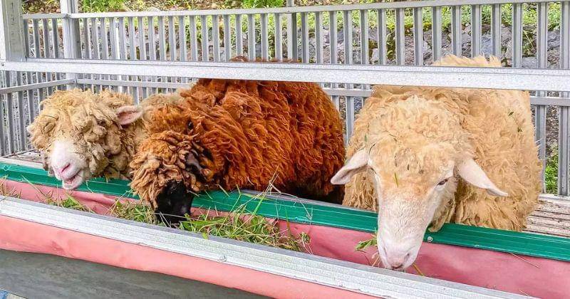 Joweykitchen.id/Jowey Kitchen Tamansari